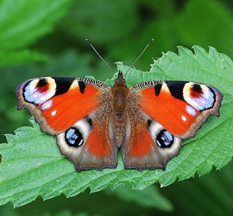 Гуашь. Живописное изображение бабочки